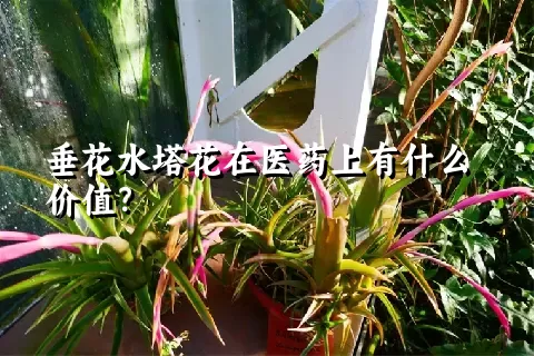 垂花水塔花在医药上有什么价值？