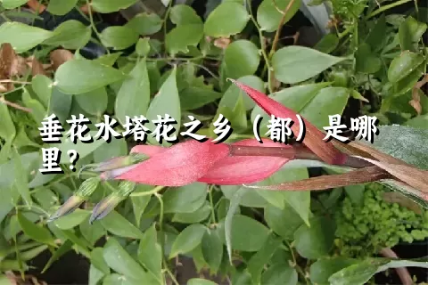 垂花水塔花之乡（都）是哪里？