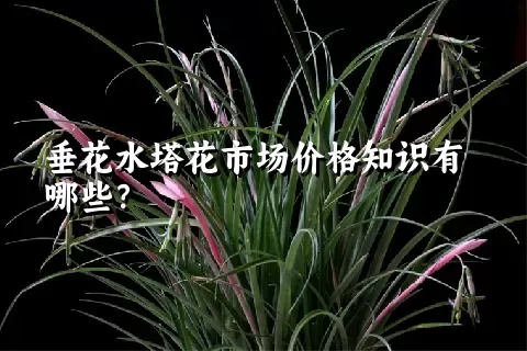 垂花水塔花市场价格知识有哪些？