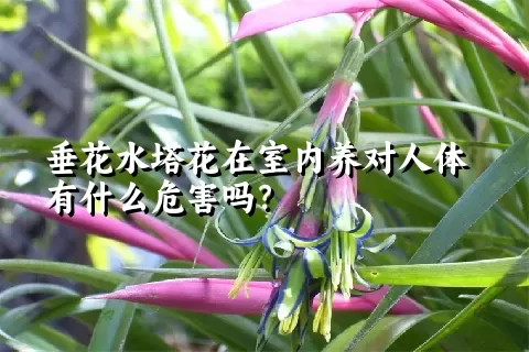 垂花水塔花在室内养对人体有什么危害吗？