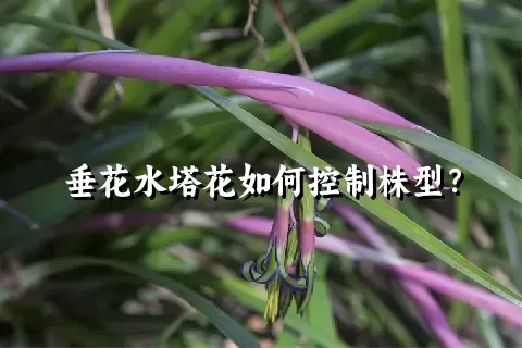 垂花水塔花如何控制株型？