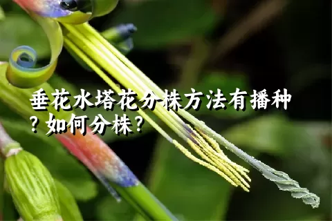 垂花水塔花分株方法有播种？如何分株？