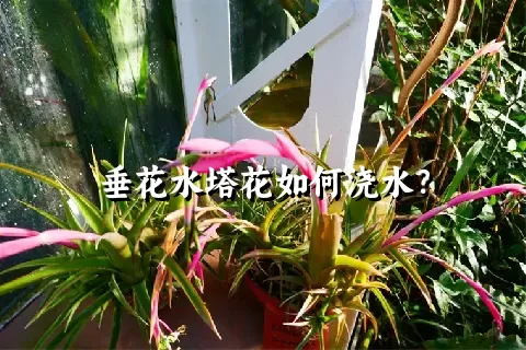 垂花水塔花如何浇水？