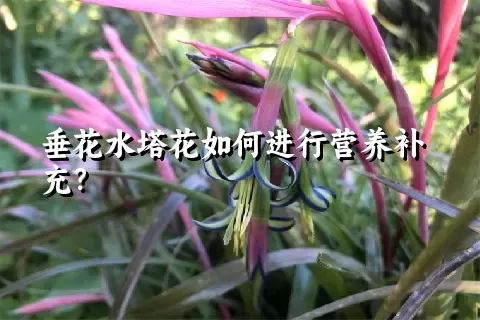 垂花水塔花如何进行营养补充？