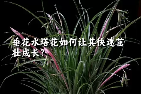 垂花水塔花如何让其快速茁壮成长？