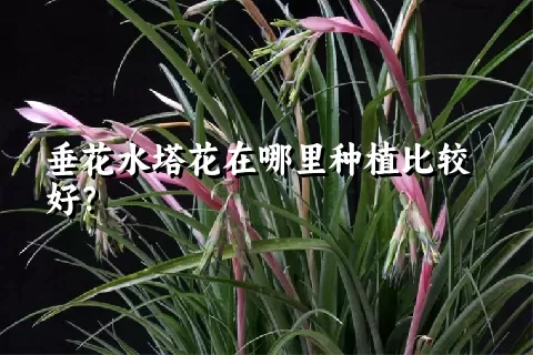 垂花水塔花在哪里种植比较好？