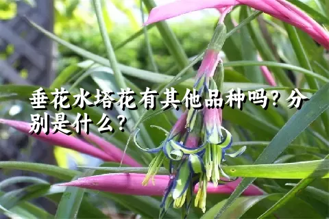 垂花水塔花有其他品种吗？分别是什么？