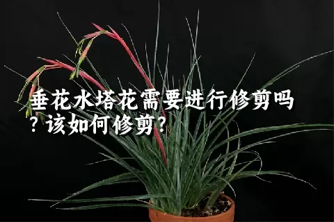 垂花水塔花需要进行修剪吗？该如何修剪？