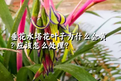 垂花水塔花叶子为什么会黄？应该怎么处理？