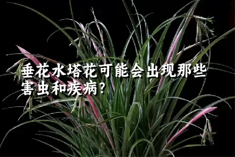 垂花水塔花可能会出现那些害虫和疾病？