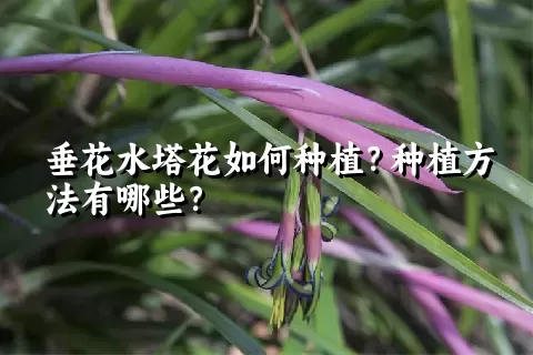 垂花水塔花如何种植？种植方法有哪些？