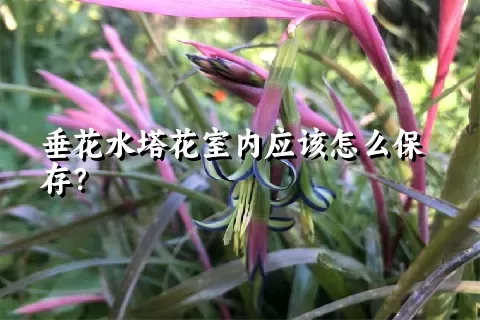 垂花水塔花室内应该怎么保存？