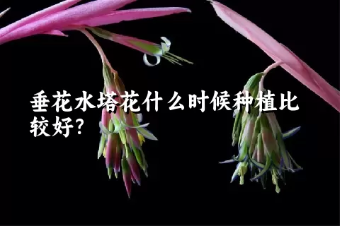 垂花水塔花什么时候种植比较好？