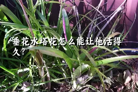 垂花水塔花怎么能让他活得久？