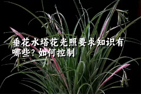 垂花水塔花光照要求知识有哪些？如何控制