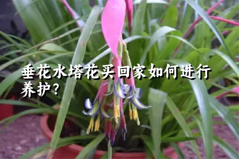 垂花水塔花买回家如何进行养护？