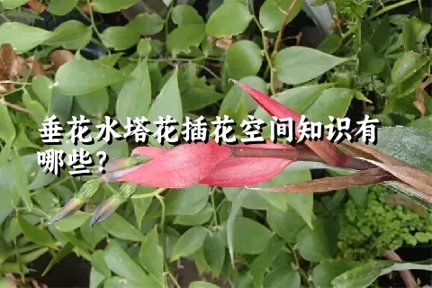 垂花水塔花插花空间知识有哪些？