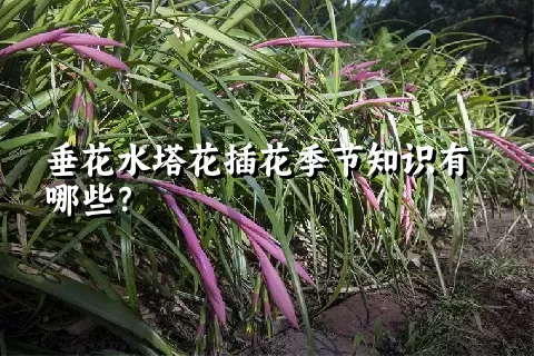 垂花水塔花插花季节知识有哪些？