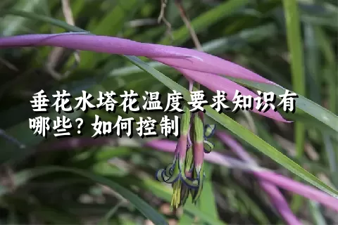 垂花水塔花温度要求知识有哪些？如何控制