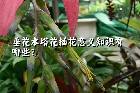 垂花水塔花插花意义知识有哪些？