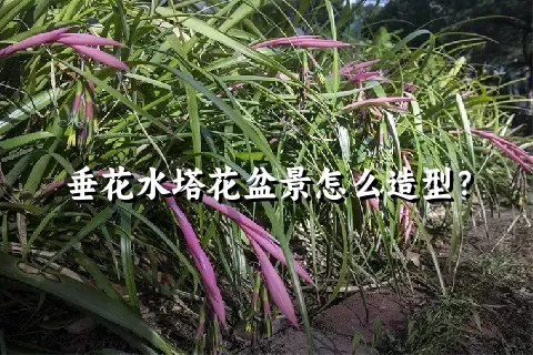 垂花水塔花盆景怎么造型？