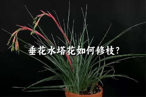 垂花水塔花如何修枝？