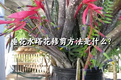 垂花水塔花修剪方法是什么？