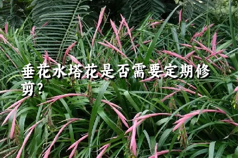 垂花水塔花是否需要定期修剪？