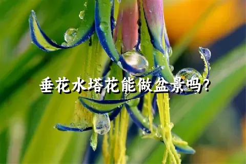 垂花水塔花能做盆景吗？