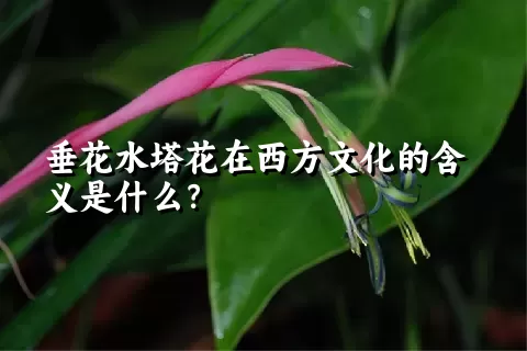 垂花水塔花在西方文化的含义是什么？