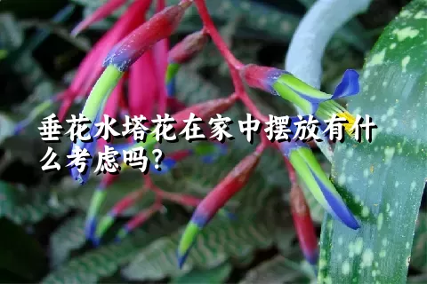 垂花水塔花在家中摆放有什么考虑吗？