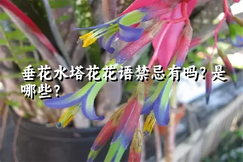 垂花水塔花花语禁忌有吗？是哪些？