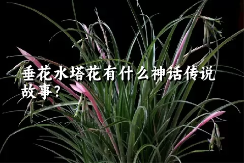 垂花水塔花有什么神话传说故事？