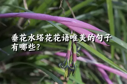 垂花水塔花花语唯美的句子有哪些？