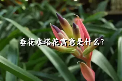 垂花水塔花寓意是什么？