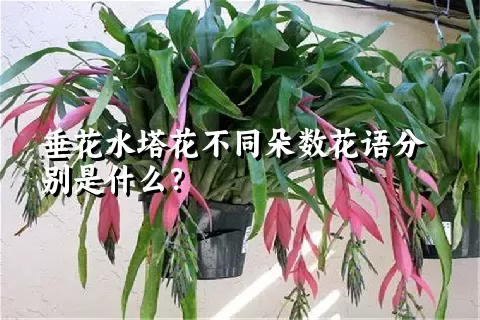 垂花水塔花不同朵数花语分别是什么？