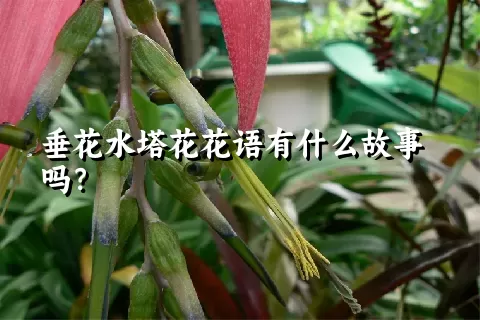 垂花水塔花花语有什么故事吗？