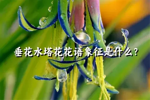 垂花水塔花花语象征是什么？