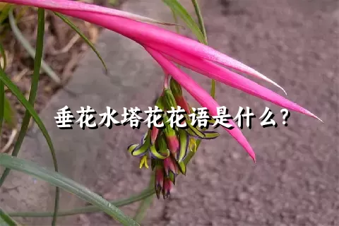 垂花水塔花花语是什么？