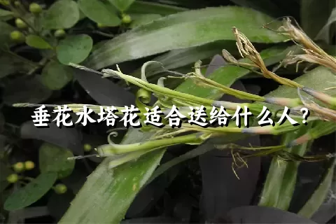 垂花水塔花适合送给什么人？