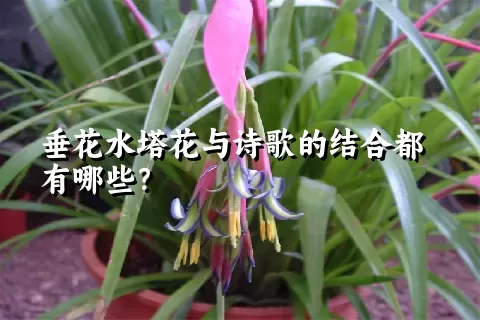 垂花水塔花与诗歌的结合都有哪些？