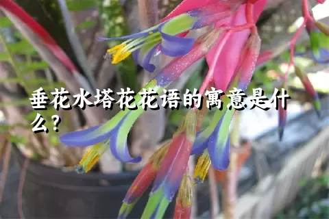 垂花水塔花花语的寓意是什么？