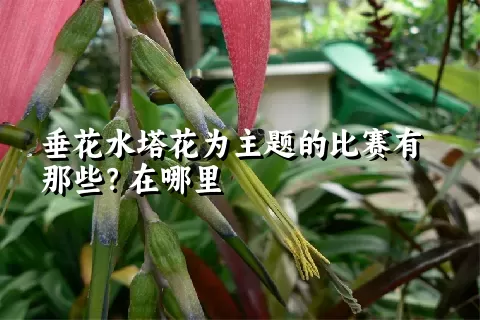 垂花水塔花为主题的比赛有那些？在哪里