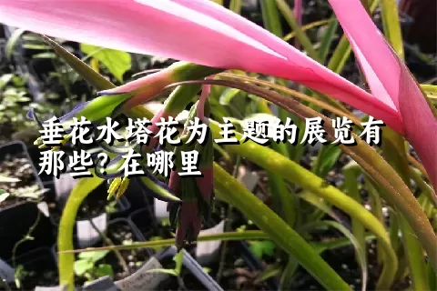 垂花水塔花为主题的展览有那些？在哪里