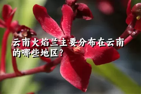 云南火焰兰主要分布在云南的哪些地区？