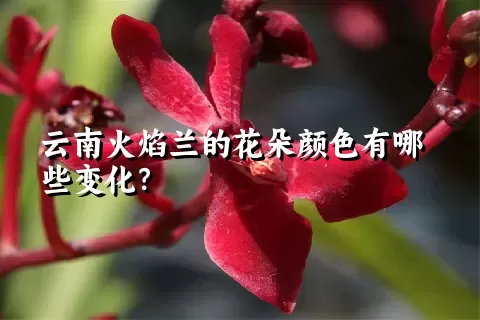 云南火焰兰的花朵颜色有哪些变化？