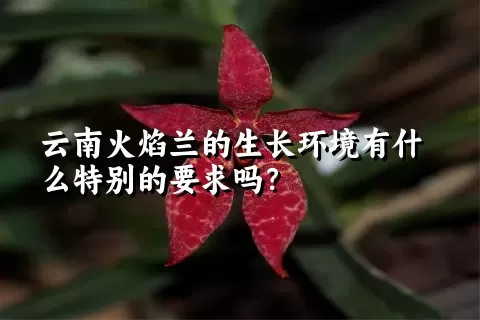 云南火焰兰的生长环境有什么特别的要求吗？