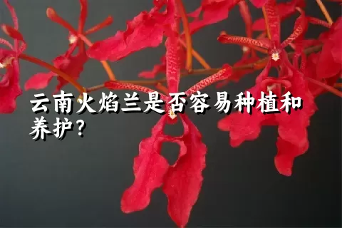 云南火焰兰是否容易种植和养护？