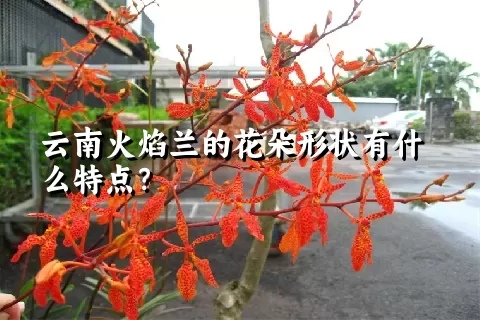 云南火焰兰的花朵形状有什么特点？