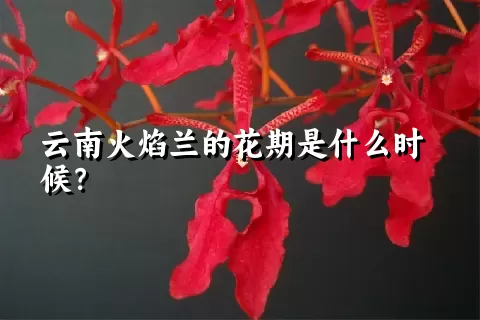 云南火焰兰的花期是什么时候？